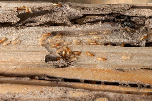 Best Bed Bug Extermination  in Fayetteville, AL